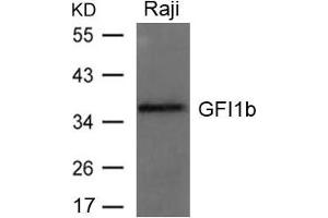 Western blot analysis of extracts from Raji cells using GFI1b Antibody. (GFI1B Antikörper)