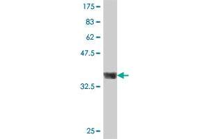 Western Blot detection against Immunogen (36. (FOXA2 Antikörper  (AA 363-457))