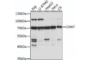 Western blot analysis of extracts of various cell line, using CHAT antibody (ABIN7266344) at 1:1000 dilution. (Choline Acetyltransferase Antikörper  (AA 331-630))