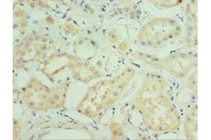 Immunohistochemistry of paraffin-embedded human kidney tissue using ABIN7160003 at dilution of 1:100 (MAPK4 Antikörper  (AA 348-587))