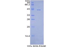 SDS-PAGE analysis of Pig Apolipoprotein A4 Protein. (APOA4 Protein)