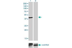 Western blot analysis of TFAP4 over-expressed 293 cell line, cotransfected with TFAP4 Validated Chimera RNAi (Lane 2) or non-transfected control (Lane 1). (TFAP4 Antikörper  (AA 93-192))