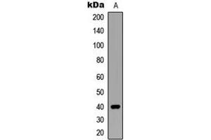 Western blot analysis of SIAH2 expression in MCF7 (A) whole cell lysates. (SIAH2 Antikörper  (C-Term))