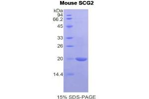 SDS-PAGE analysis of Mouse Secretogranin II Protein.