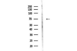 anti-Arylsulfatase F (ARSF) (Internal Region) antibody
