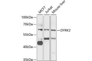 Western blot analysis of extracts of various cell lines, using DYRK2 antibody (ABIN6130879, ABIN6139897, ABIN6139898 and ABIN6222785) at 1:1000 dilution. (DYRK2 Antikörper  (AA 429-528))