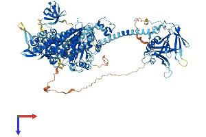 MYO1F Protein (AA 1-1098) (His tag)