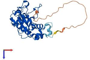 MMACHC Protein (AA 1-279) (His tag)