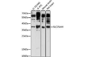 Western blot analysis of extracts of various cell lines, using SLC25 antibody (ABIN7270439) at 1:1000 dilution. (SLC25A44 Antikörper  (AA 90-190))