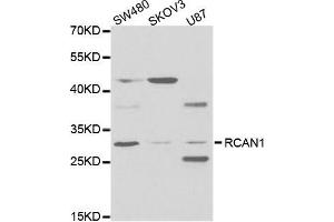 Western blot analysis of extracts of various cell lines, using RCAN1 antibody (ABIN5973067) at 1/1000 dilution. (RCAN1 Antikörper)