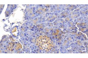 Detection of GRPR in Mouse Pancreas Tissue using Polyclonal Antibody to Gastrin Releasing Peptide Receptor (GRPR) (GRPR Antikörper)