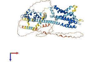 KCND3 Protein (AA 1-655) (His tag)