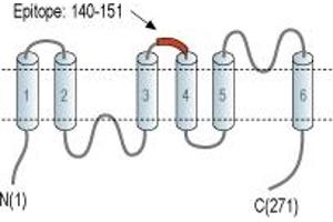 Representative domain view of the target of ABIN7884764.