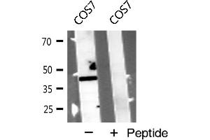 Western blot analysis of CLTR1 expression in COS7 cells