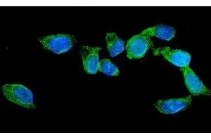 IF analysis of AGFG1 using anti-AGFG1 antibody (ABIN3043530). (AGFG1 Antikörper  (N-Term))