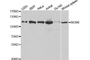 Western blot analysis of extracts of various cell lines, using MCM6 antibody. (MCM6 Antikörper  (AA 562-821))