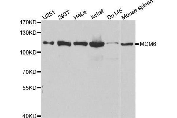 MCM6 antibody  (AA 562-821)