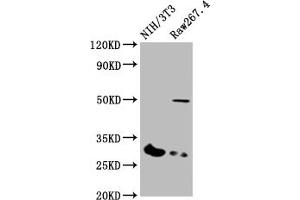 Western Blot Positive WB detected in: NIH/3T3 whole cell lysate, RAW264.
