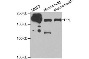 Western blot analysis of extracts of various cell lines, using PPL antibody.