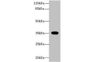 Western blot All lanes: OR2H1 antibody at 0. (OR2H1 Antikörper  (AA 157-193))