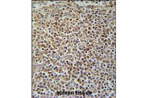 PAX7 Antibody immunohistochemistry analysis in formalin fixed and paraffin embedded human spleen tissue followed by peroxidase conjugation of the secondary antibody and DAB staining.