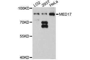 Western blot analysis of extracts of various cell lines, using MED17 antibody (ABIN5996192) at 1:3000 dilution. (MED17 Antikörper)