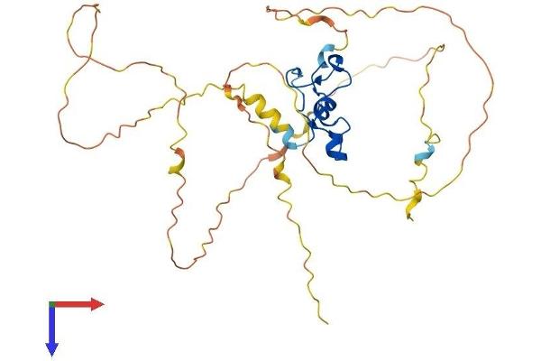 ZFP36L1 Protein (AA 1-338) (His tag)