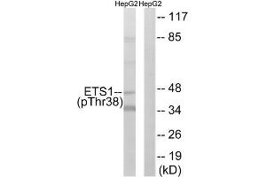 Western Blotting (WB) image for anti-V-Ets erythroblastosis Virus E26 Oncogene Homolog 1 (Avian) (ETS1) (pThr38) antibody (ABIN1847274) (ETS1 Antikörper  (pThr38))