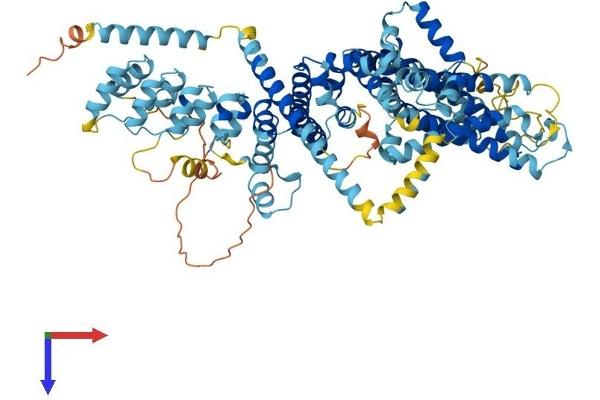 TRPC1 Protein (AA 1-793) (His tag)