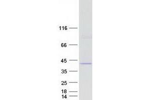 Western Blotting (WB) image for Caspase 9, Apoptosis-Related Cysteine Peptidase (CASP9) protein (Myc-DYKDDDDK Tag) (ABIN2713214)