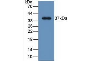 Western Blot; Sample: Recombinant LRG1, Human. (LRG1 Antikörper  (AA 37-340))