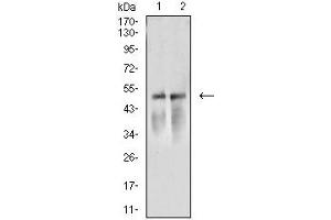 Western blot analysis using ACTR3 mouse mAb against NIH/3T3 (1) and A549 (2) cell lysate. (ACTR3 Antikörper  (AA 287-418))