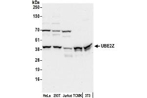 Western Blotting (WB) image for anti-Ubiquitin-Conjugating Enzyme E2Z (UBE2Z) (AA 225-275) antibody (ABIN7452986)