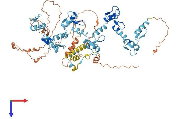ZNF416 Protein (AA 1-594) (His tag)