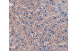 IHC-P analysis of Mouse Tissue, with DAB staining. (Aggrecan Antikörper  (AA 34-147))