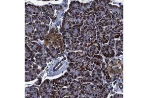 Immunohistochemical staining of human pancreas with FKBP9 polyclonal antibody  shows strong cytoplasmic positivity in exocrine glandular cells at 1:50-1:200 dilution. (FKBP9 Antikörper)