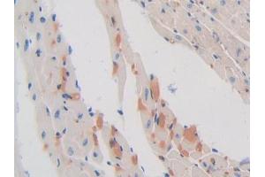 IHC-P analysis of Mouse Heart Tissue, with DAB staining. (SHBG Antikörper  (AA 53-214))