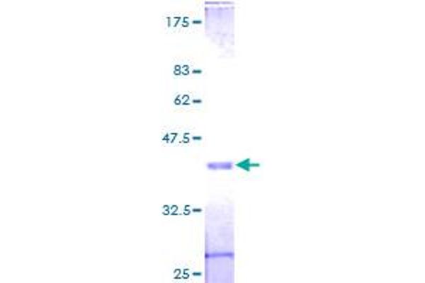 EIF1 Protein (AA 1-113) (GST tag)