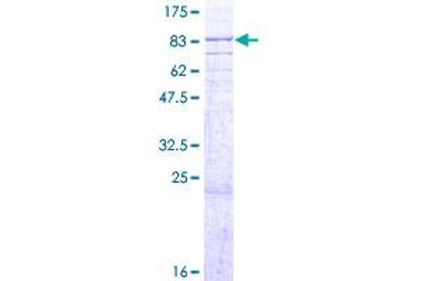 ABCE1 Protein (AA 1-599) (GST tag)