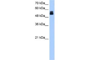 WB Suggested Anti-CRISPLD2 Antibody Titration:  0. (CRISPLD2 Antikörper  (N-Term))
