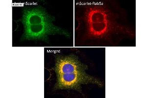 Immunofluorescence (IF) image for anti-mScarlet antibody (ABIN7273089) (mScarlet Antikörper)
