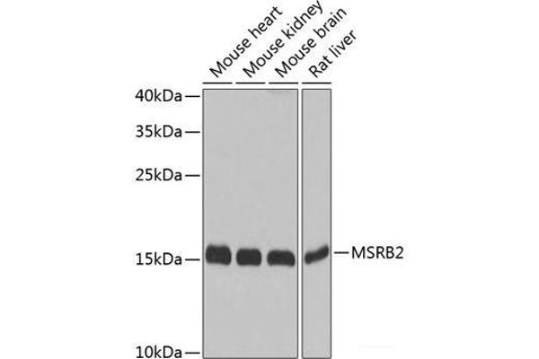 MSRB2 Antikörper