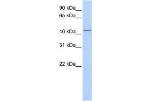WB Suggested Anti-TRABD Antibody Titration:  0. (TRABD Antikörper  (Middle Region))