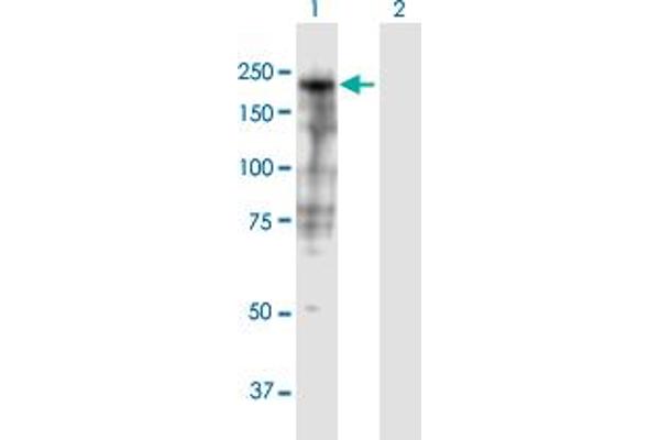 SHROOM3 antibody  (AA 1-1995)