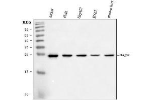 Western blot analysis of BAG2 using anti-BAG2 antibody (ABIN7599087).