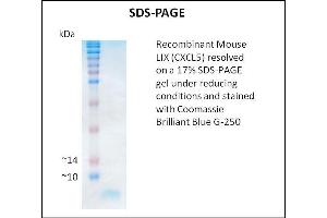 SDS-PAGE (SDS) image for Chemokine (C-X-C Motif) Ligand 5 (CXCL5) (Active) protein (ABIN5509439)