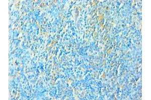 Immunohistochemistry of paraffin-embedded human tonsil tissue using ABIN7172534 at dilution of 1:100 (TFEB Antikörper  (AA 1-220))