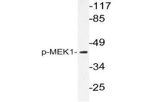 Western blot (WB) analysis of p-MEK1 antibody in extracts from K562 cells. (MEK1 Antikörper  (pThr292))