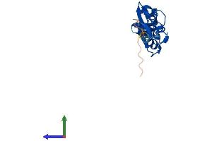 Protein Structure (PS) image for LIM Domain Only 3 (Rhombotin-Like 2) (LMO3) (AA 1-145) protein (His tag) (ABIN7559049)