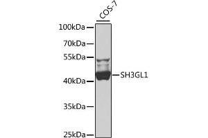 Western blot analysis of extracts of COS-7 cells, using SH3GL1 antibody (ABIN4905151) at 1:1000 dilution. (SH3GL1 Antikörper)